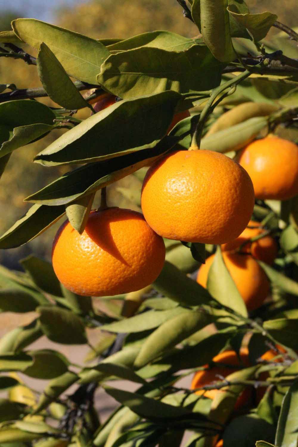              Fruit (Riverside, CA)       